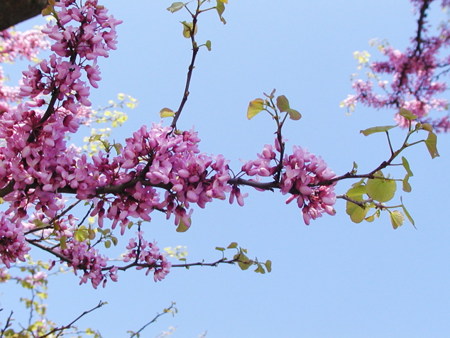 Citation Du Mois De Avril Il N Y A Pas De Bonne Cuisine Si Au Depart
